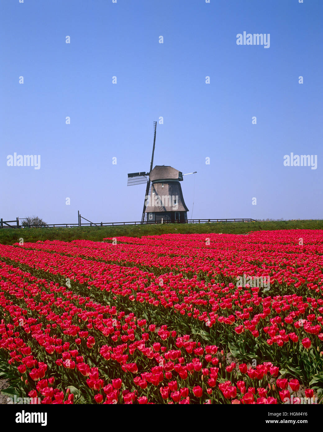 Il mulino a vento e campo di tulipani vicino a Zaandam, Holland, Paesi Bassi Foto Stock