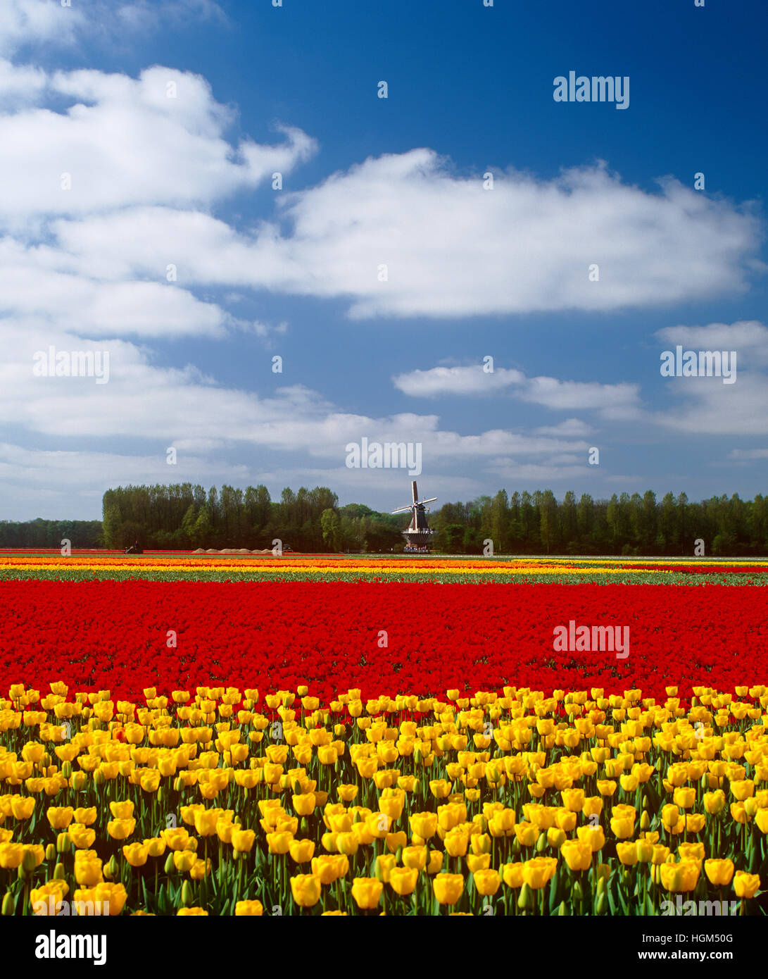 Campo di tulipani e mulino a vento a Keukenhof Lisse, Olanda Foto Stock