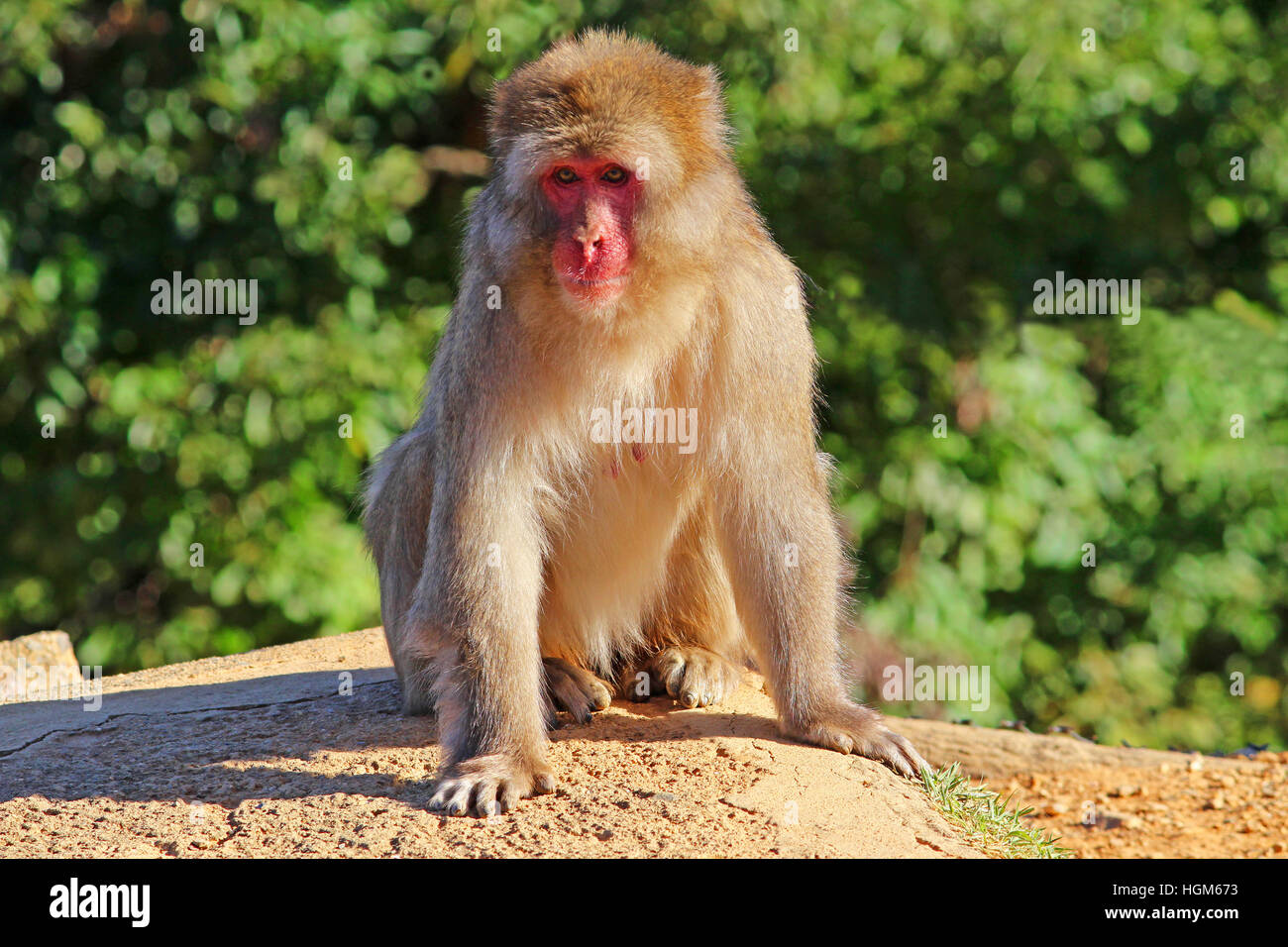 Donna Giapponese Monkey ubicazione su una roccia Foto Stock