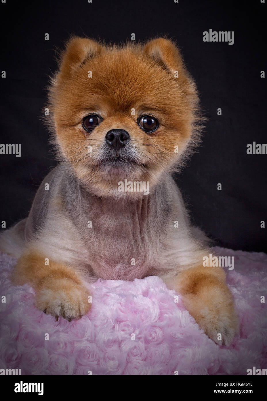 Carino pomerania cucciolo di cane Foto Stock