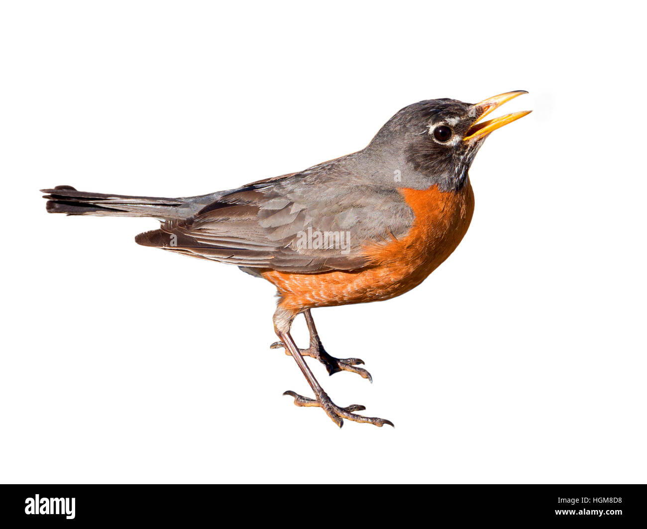 American robin (Turdus migratorius) isolato su sfondo bianco. L'uccello vive in tutto il Nord America. È stato uccello del Connecticut, Michig Foto Stock