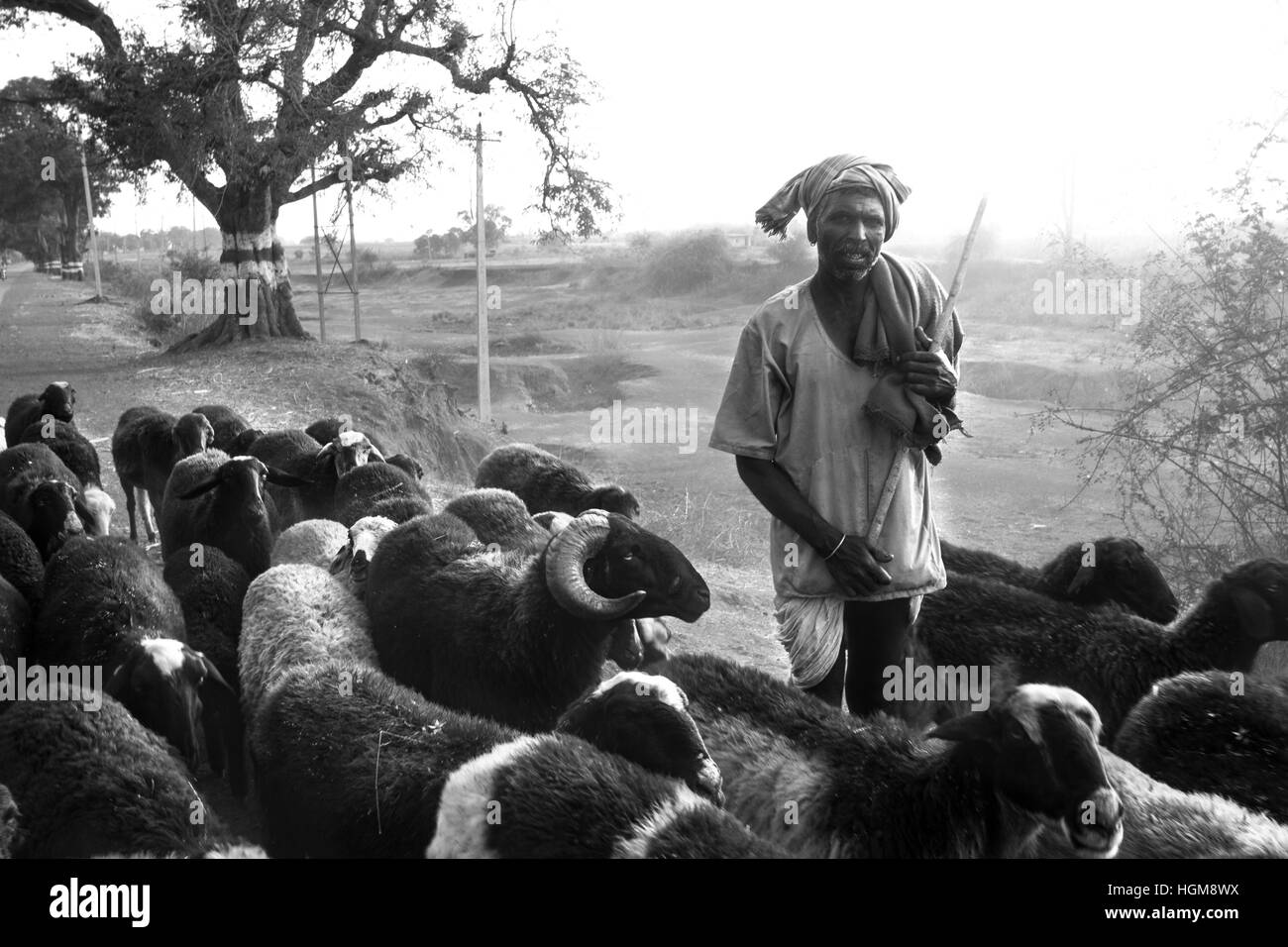 Pastore con le sue pecore. Pastore nomade da Gadag, Karnataka trekking lunghe distanze in cerca di pascoli per le sue pecore. Foto Stock