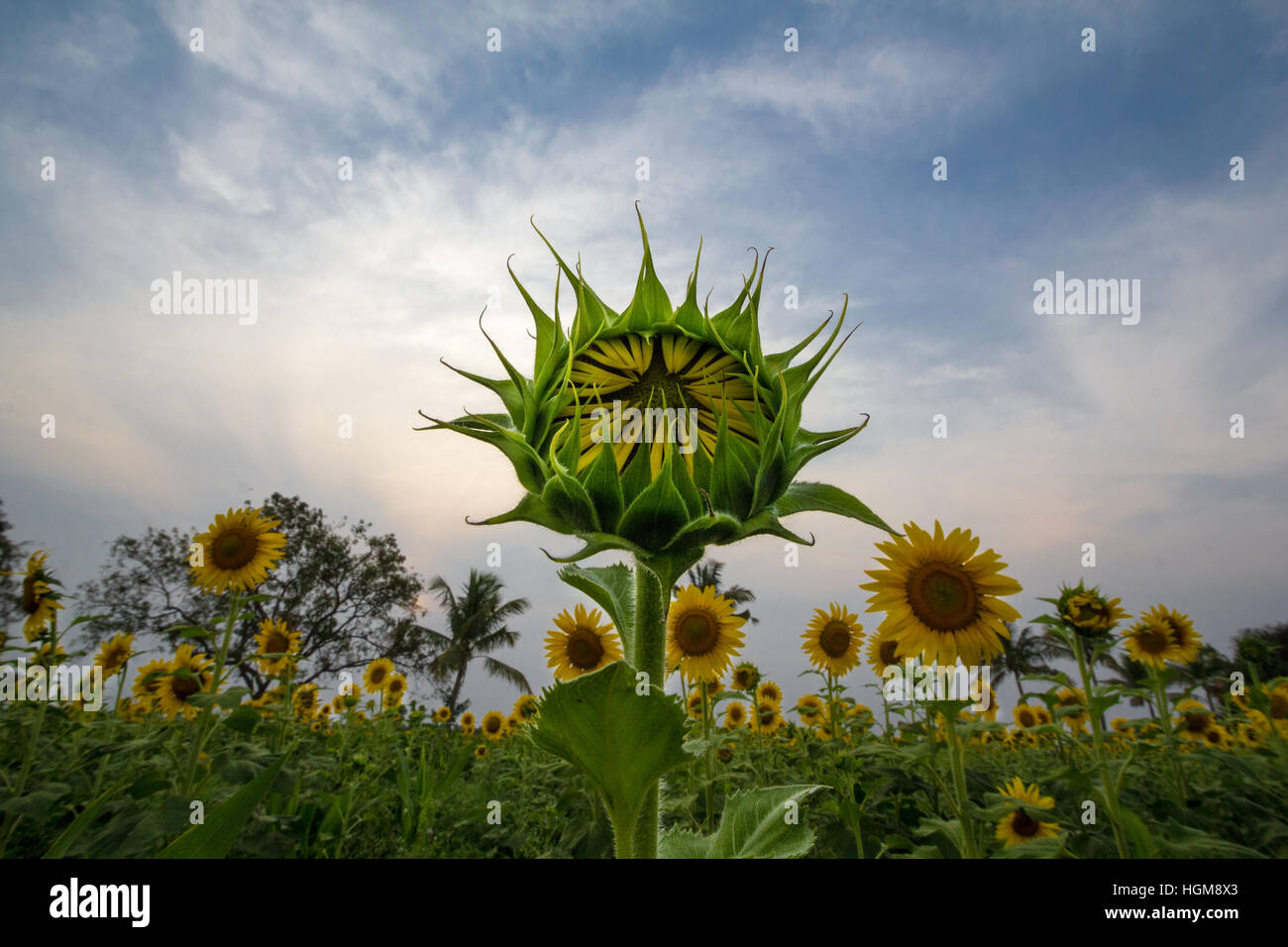 Girasole circa di Bloom. Visto a Abbigeri, Karnataka, Gadag.cielo blu come sfondo. Semi di girasole e sky. Foto Stock