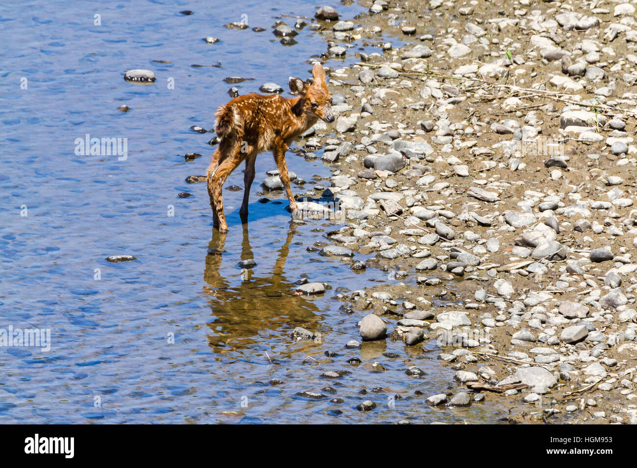 Un neonato fawn ondeggia il suo modo per l'acqua di teh forcella a sud del fiume Chehalis per prendere un drink, allora la testa indietro nell'alberi. Foto Stock