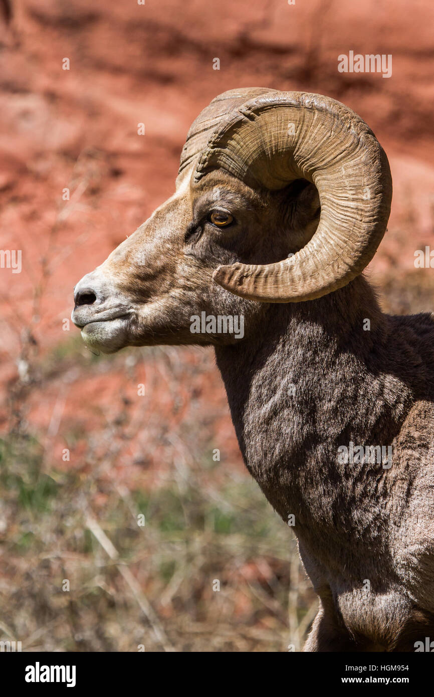 Una matura bighorn con un arricciamento completo nelle sue corna si erge con orgoglio di fronte a Red Rock cliff nel centro di Colorado. Foto Stock