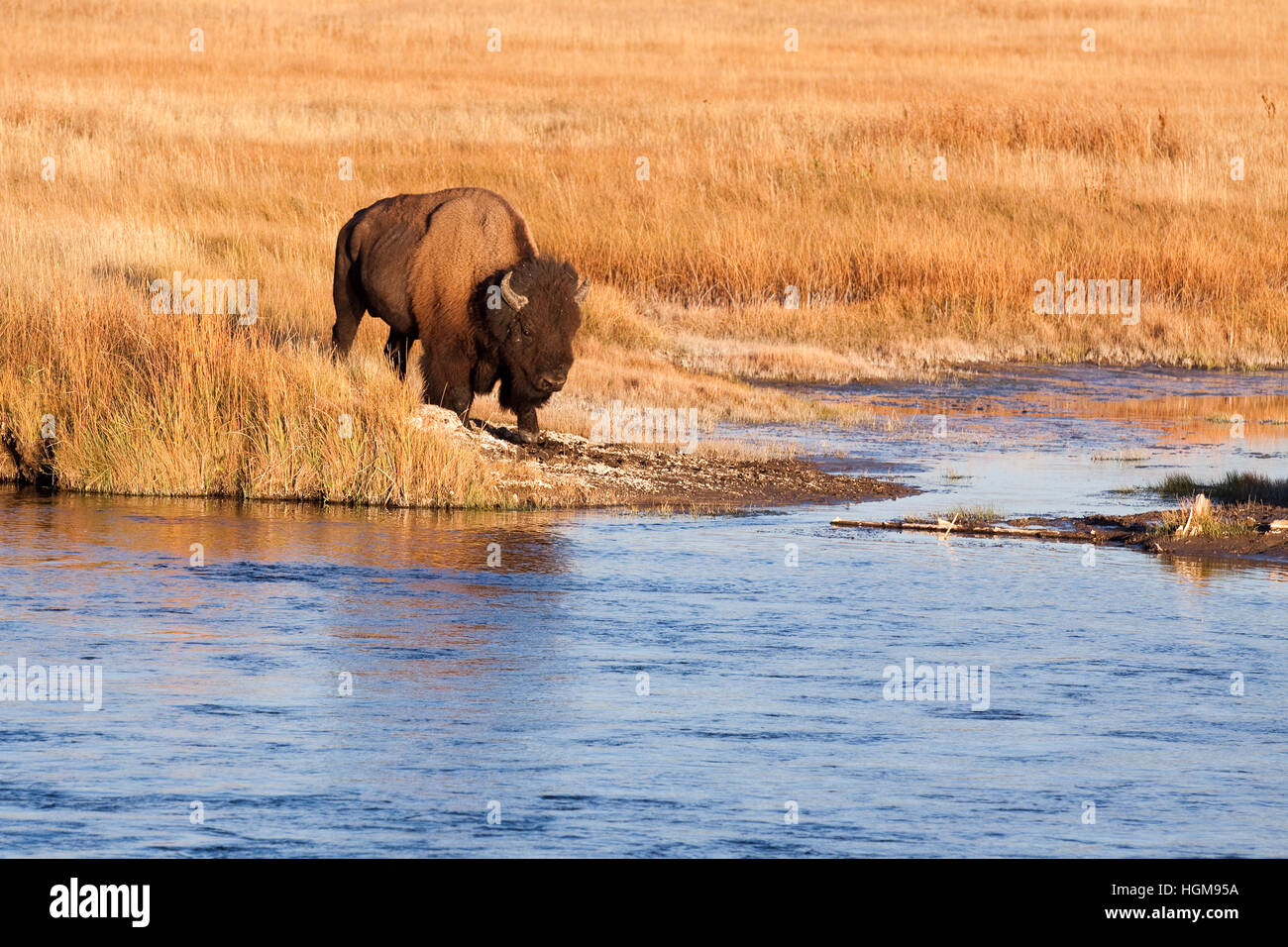 Un bisonti nel Parco Nazionale di Yellowstone passeggiate a Yellowstone River per ottenere una bevanda. Dietro di lui è un campo di giallo dorato erba. Foto Stock Un bisonti nel Parco Nazionale di Yellowstone passeggiate a Yellowstone River per ottenere una bevanda. Dietro di lui è un campo di giallo dorato erba. Foto Stock