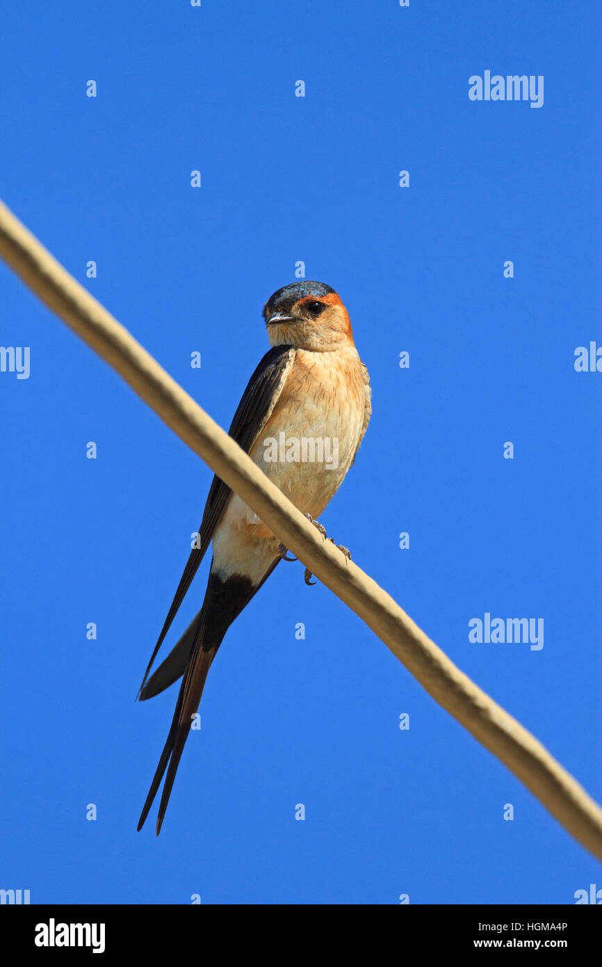 Red rumped Swallow (Cecropis daurica) sui fili contro il bel cielo blu. Foto Stock