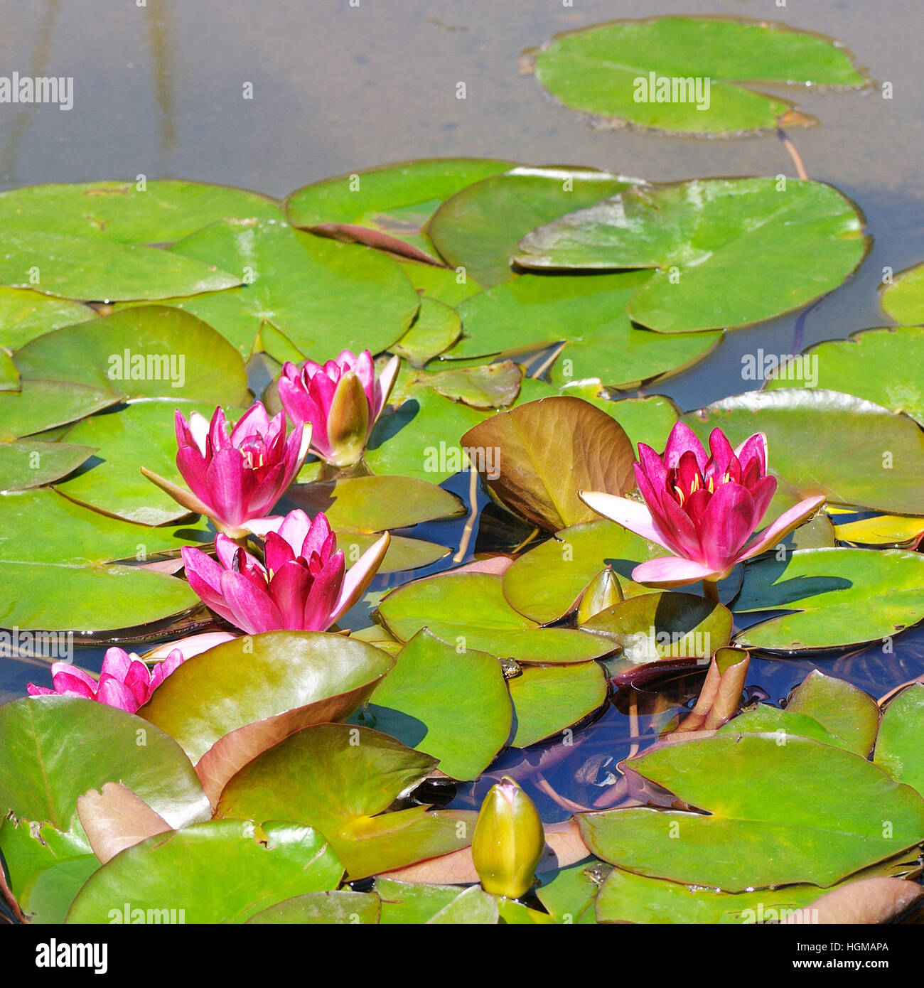 Fiori di colore rosa di ninfee in uno stagno Foto Stock