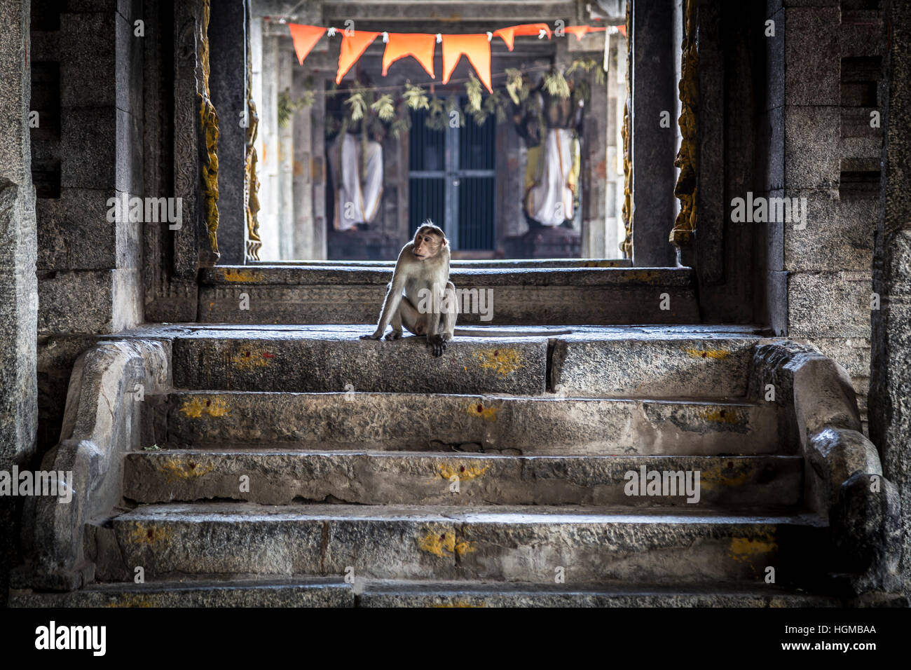 Monkey che vivono nel tempio di Shiva nell India meridionale Foto Stock