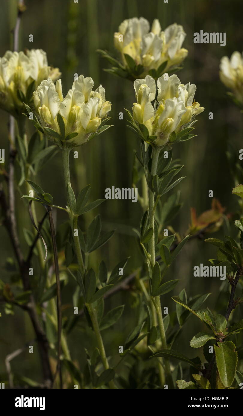 Arbustiva legume cremosa, Chamaecytisus albus in fiore nei prati calcarei, Slovacchia. Foto Stock