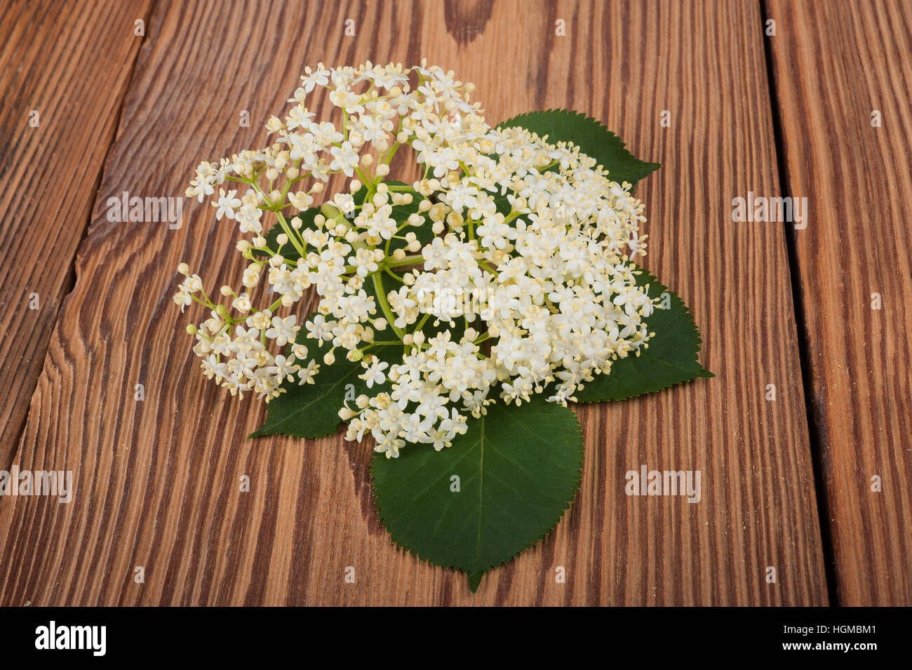 Fiori di sambuco su uno sfondo di legno Foto Stock