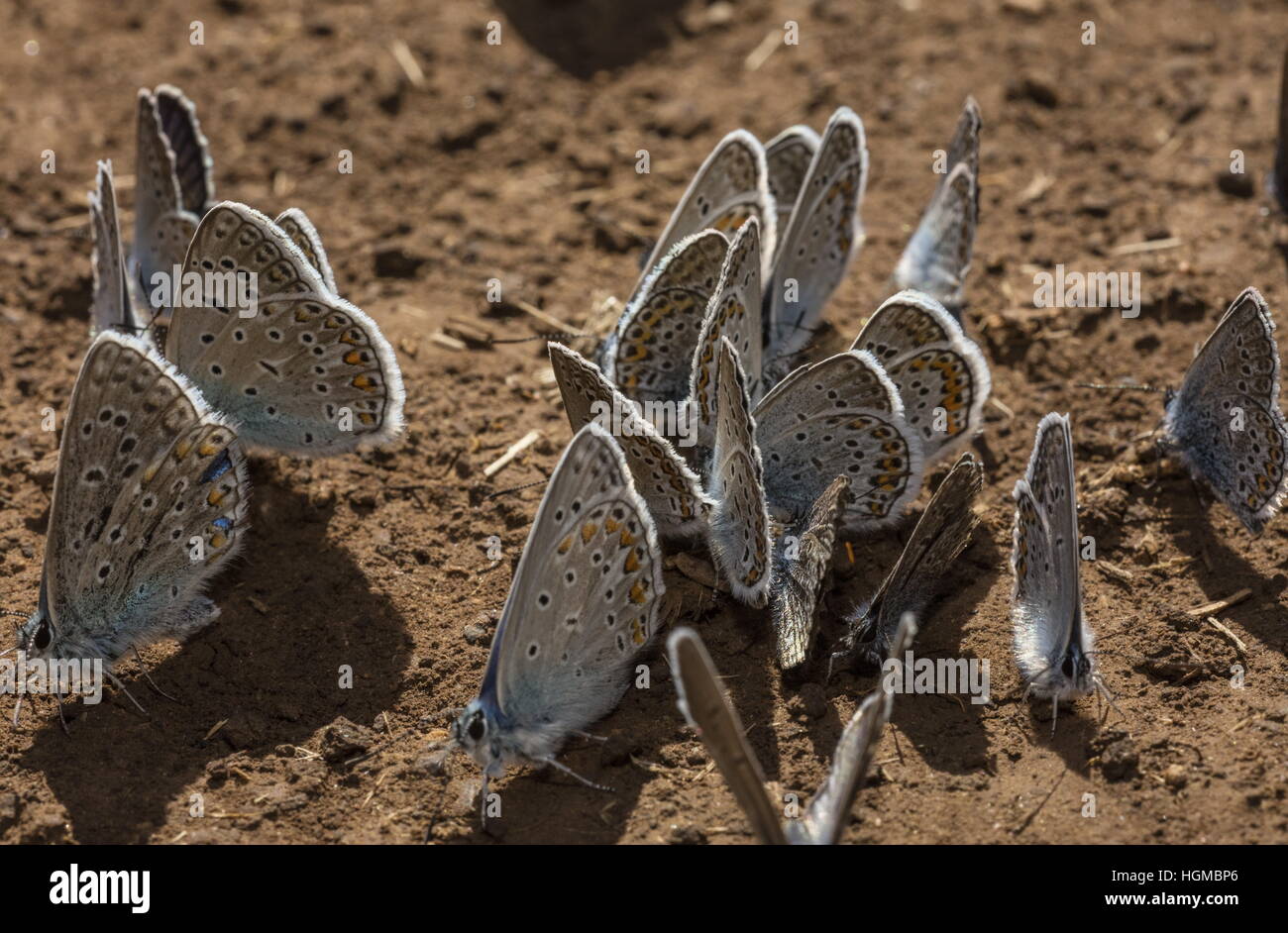 Utenti di sesso maschile farfalle blu, inc. Adonis blu, Chapman's Blue Mud copertura sul suolo umido e Ungheria. Foto Stock