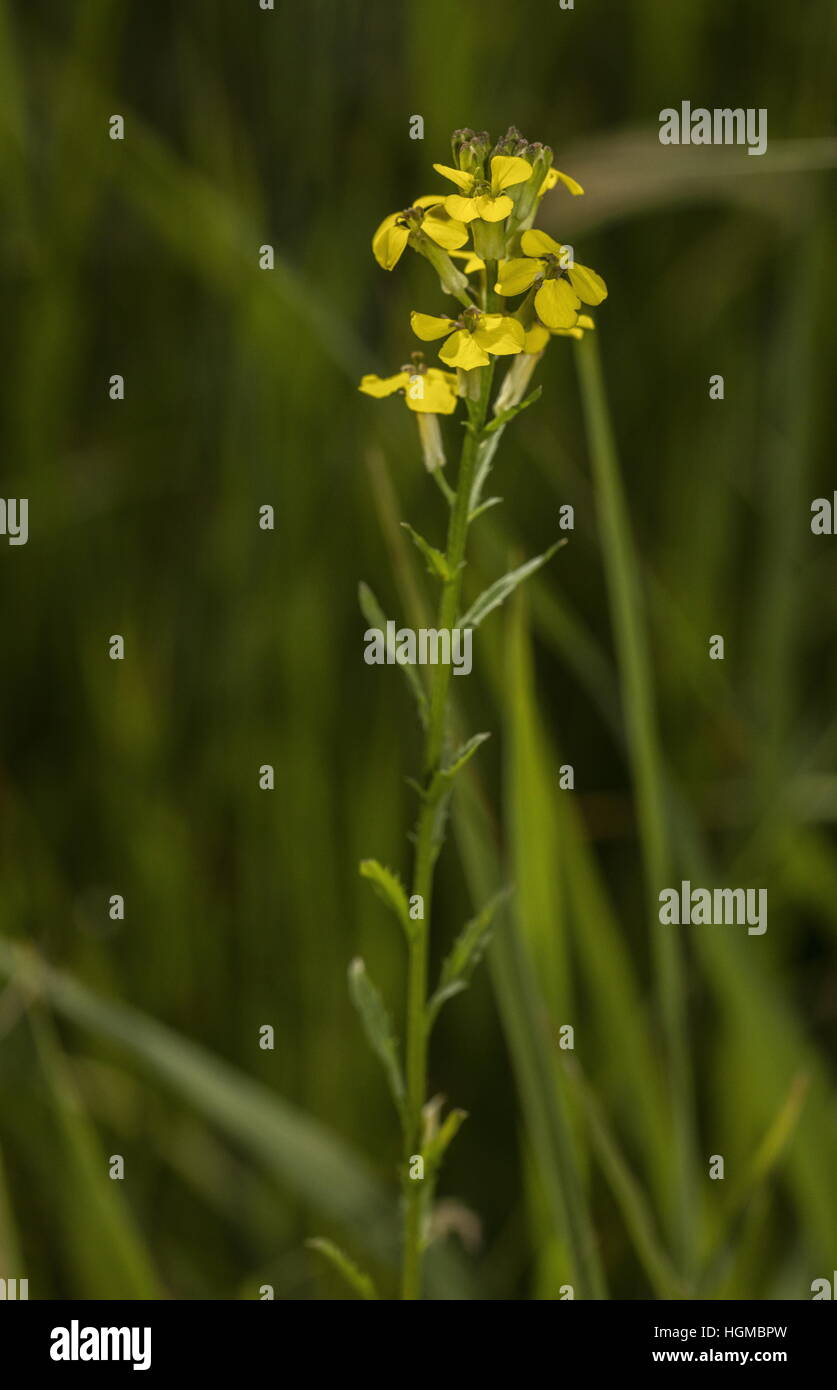 Fragranti violaciocca, Erysimum odoratum in fiore, Slovacchia. Foto Stock