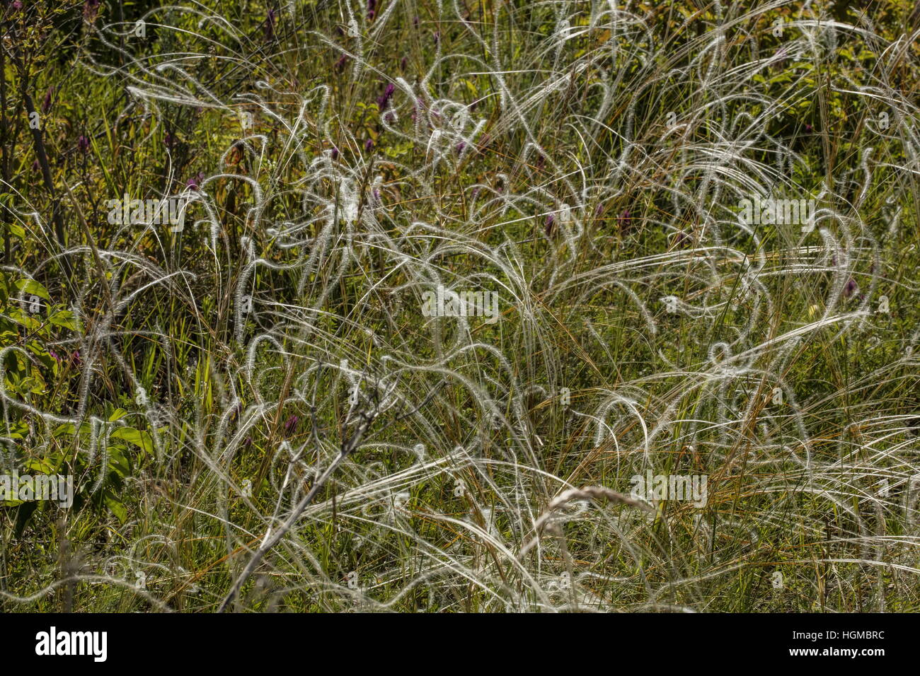 Una piuma di erba, Stipa capillata, dopo la fioritura sulle ripide colline calcaree, Ungheria. Foto Stock