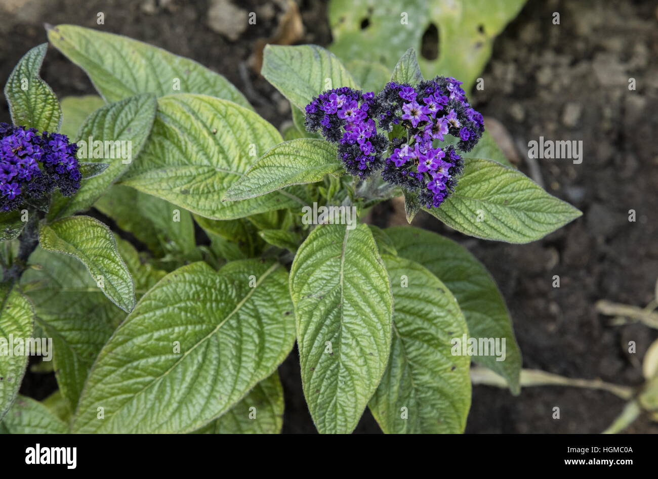 Giardino eliotropio, Heliotropium arborescens, ampiamente coltivato in giardini. Foto Stock