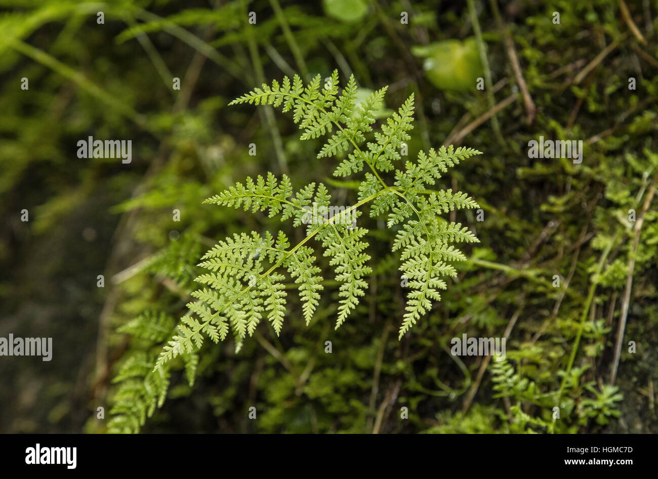 Cystopteris montana, mountain bladderfern, vescica di montagna-fern Foto Stock