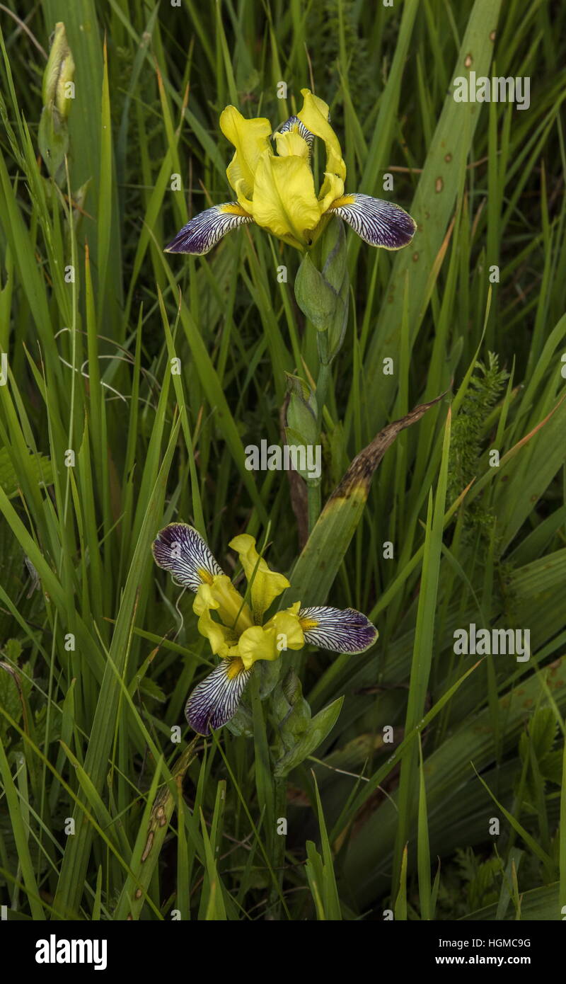 Ungherese, Iris iris selvatici variegata in calcare prati, Aggtelek National Park, Ungheria. Foto Stock