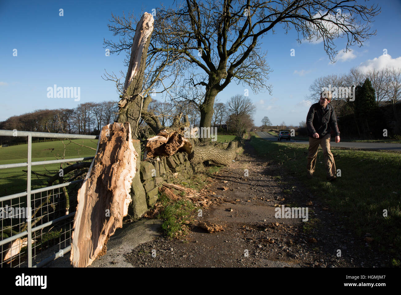 Sheffield, Regno Unito. 11 gennaio 2017. Un viandante guarda un albero caduto soffiata da venti alti sulla strada Ringinglow a Sheffield. Credito: Gary Bagshawe/Alamy Live News Foto Stock