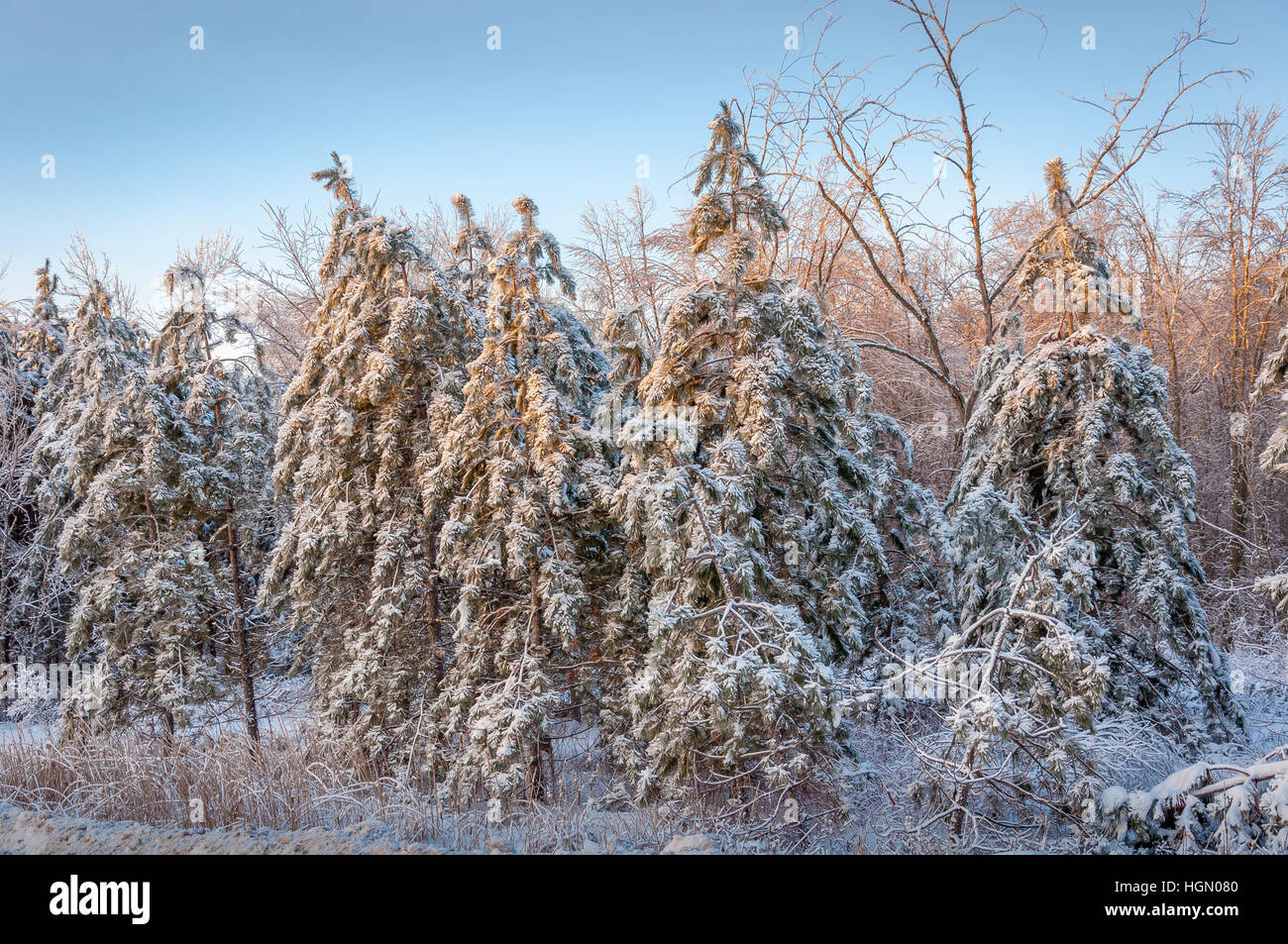 Foresta di pino rosso coperto di neve e ghiaccio-2 Foto Stock