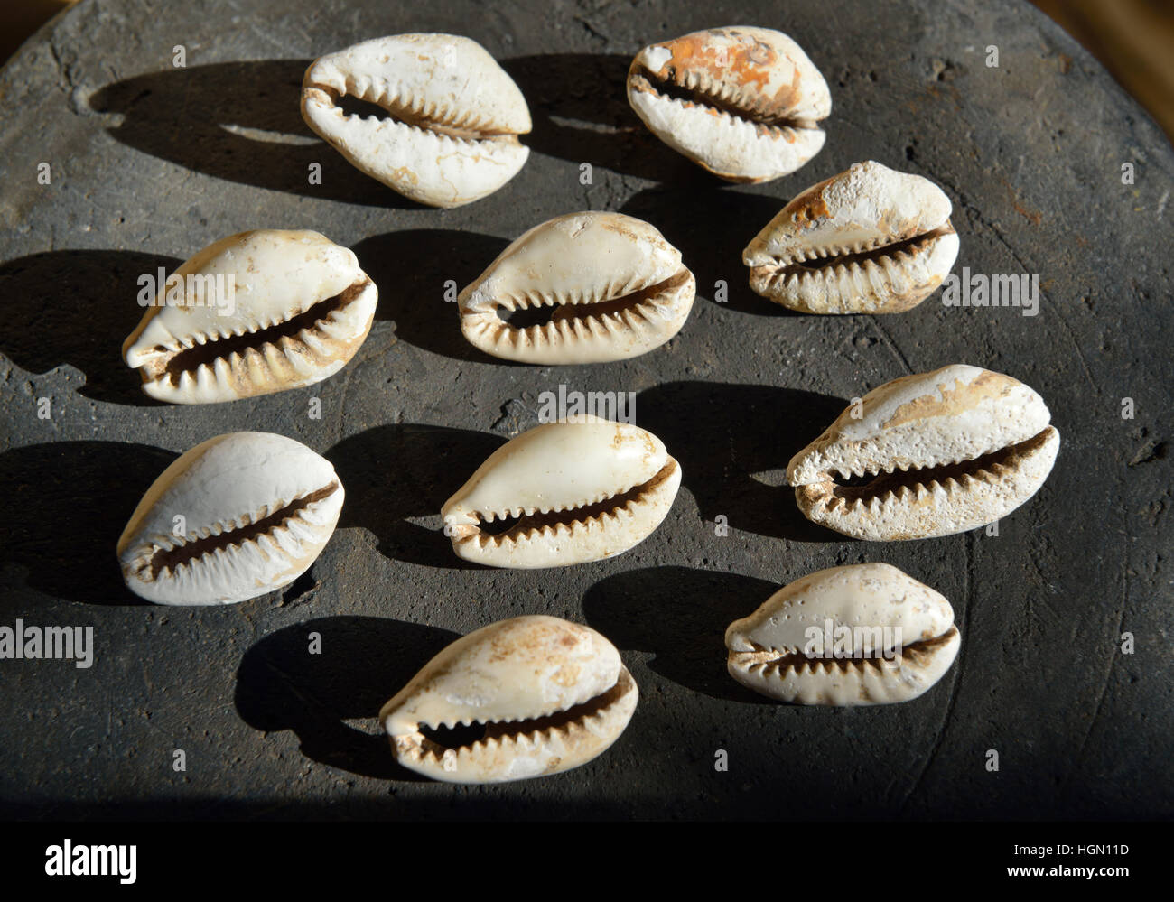 Denaro cinese cowry gusci. Dinastia Shang (17th-11secolo BC) Foto Stock