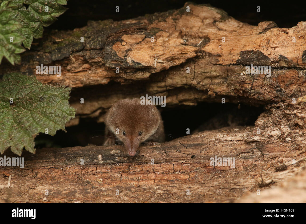 Un comune di caccia Megera (Sorex araneus) . Foto Stock