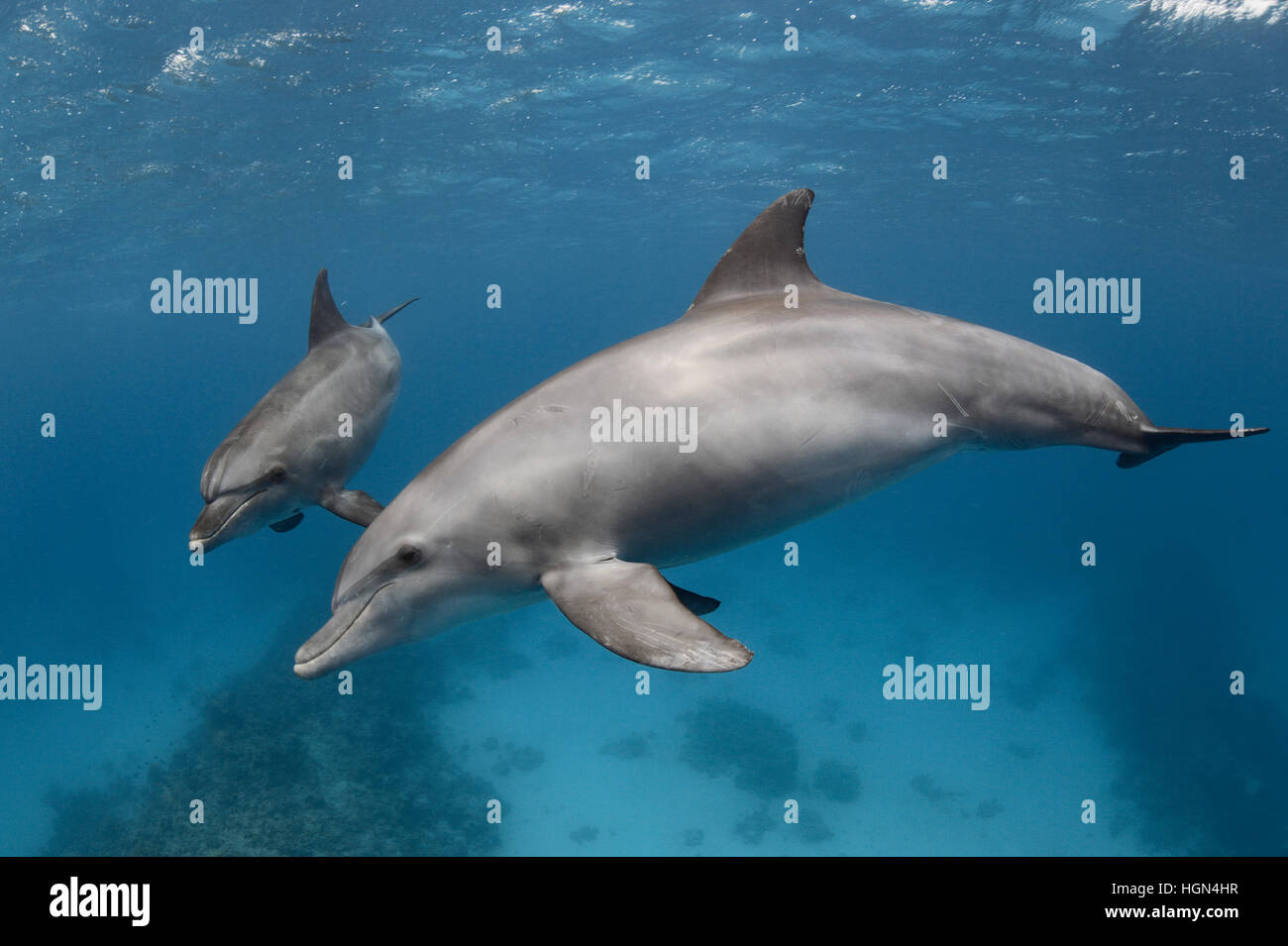 Un paio di wild Indo-Pacifico Delfino tursiope (Tursiops aduncus) sta giocando nella parte anteriore della fotocamera subacquea Foto Stock