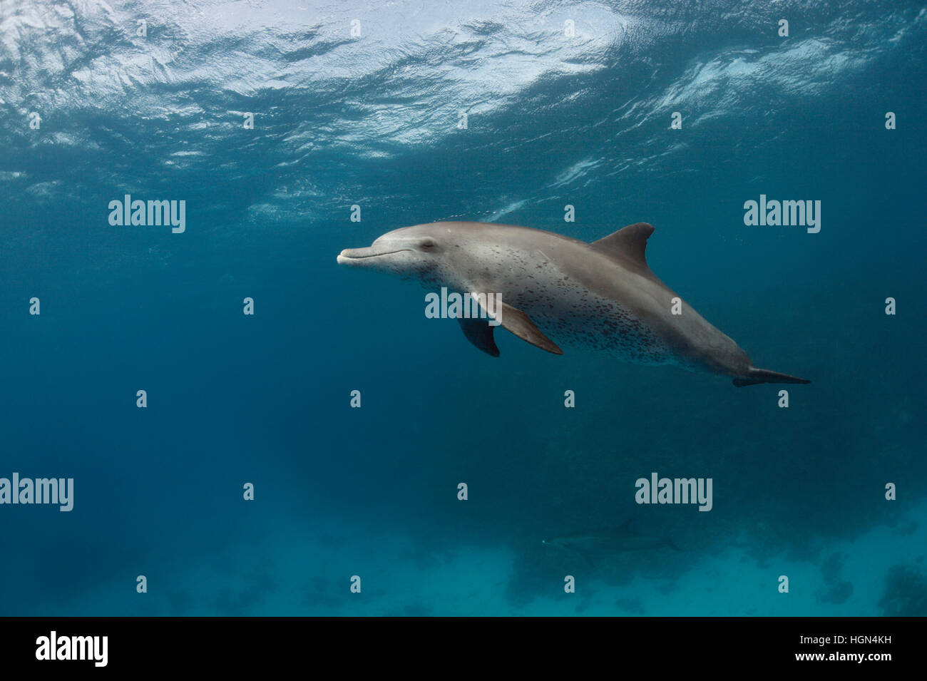 Wild Indo-pacifico delfino maggiore(Tursiops aduncus) è di nuoto per la fotocamera Foto Stock