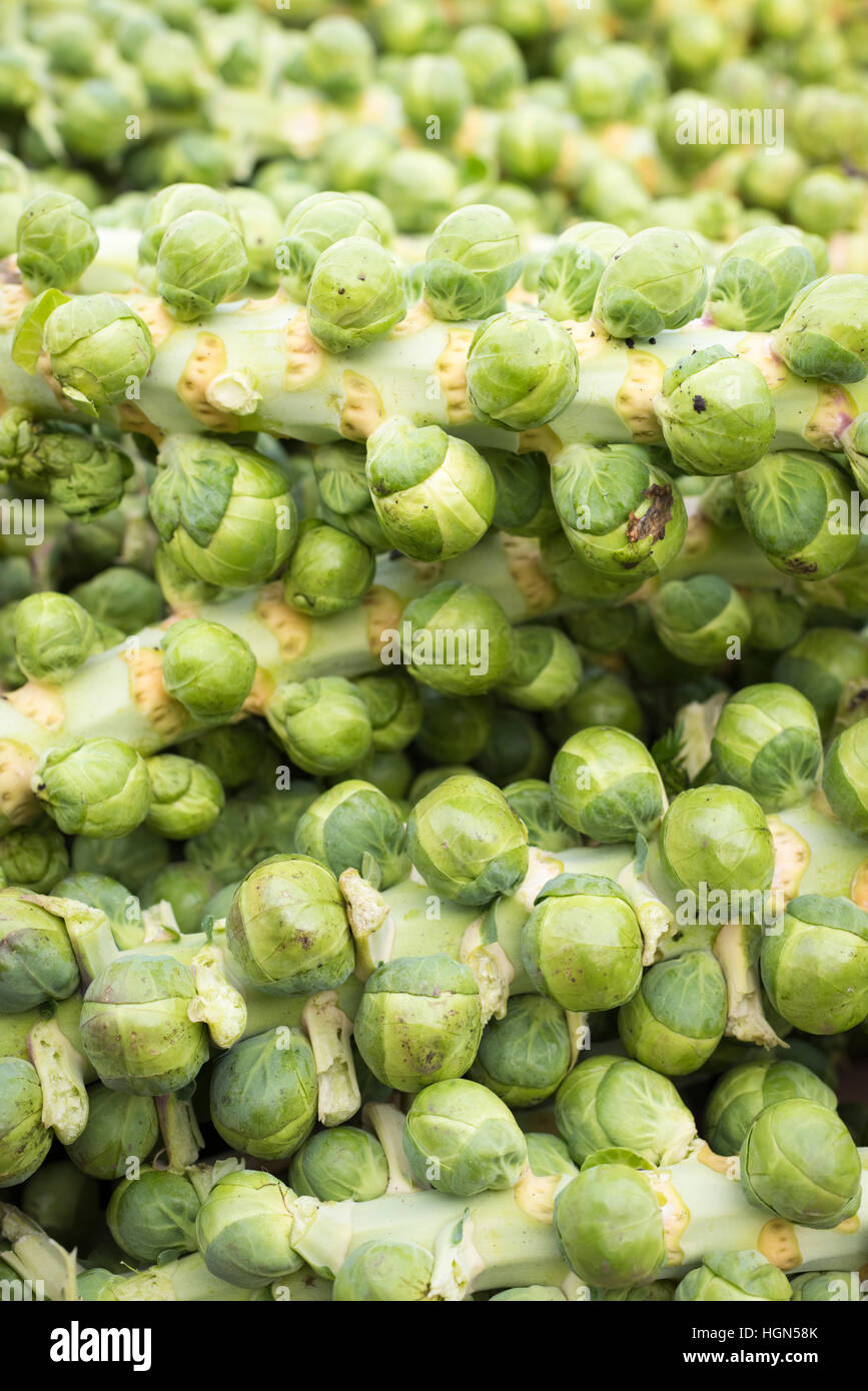 I CAVOLI DI BRUXELLES sui loro steli impilati per la vendita su un mercato vicino di stallo fino Foto Stock