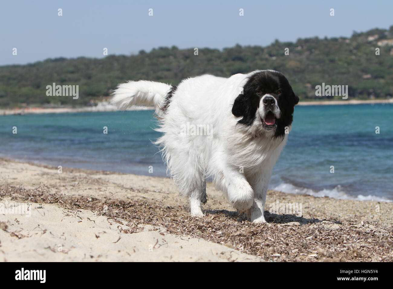 Cane Landseer / adulti in esecuzione sulla spiaggia spiagge di sabbia del mare in estate sole caldo vacanze vacanze profilo Foto Stock