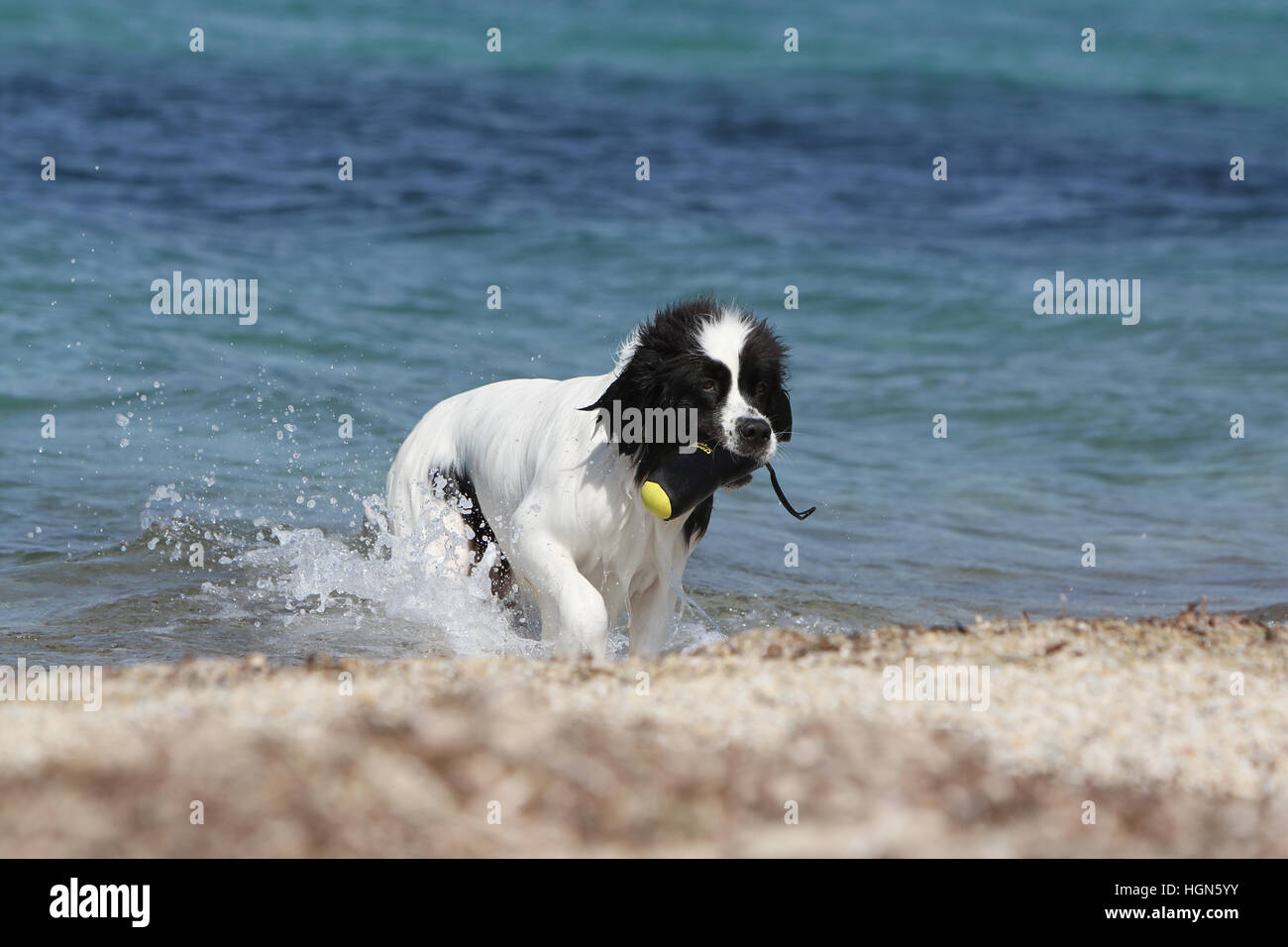Cane Landseer / adulti in esecuzione sulla spiaggia spiagge di sabbia del mare in estate sole caldo vacanze vacanze profilo Foto Stock