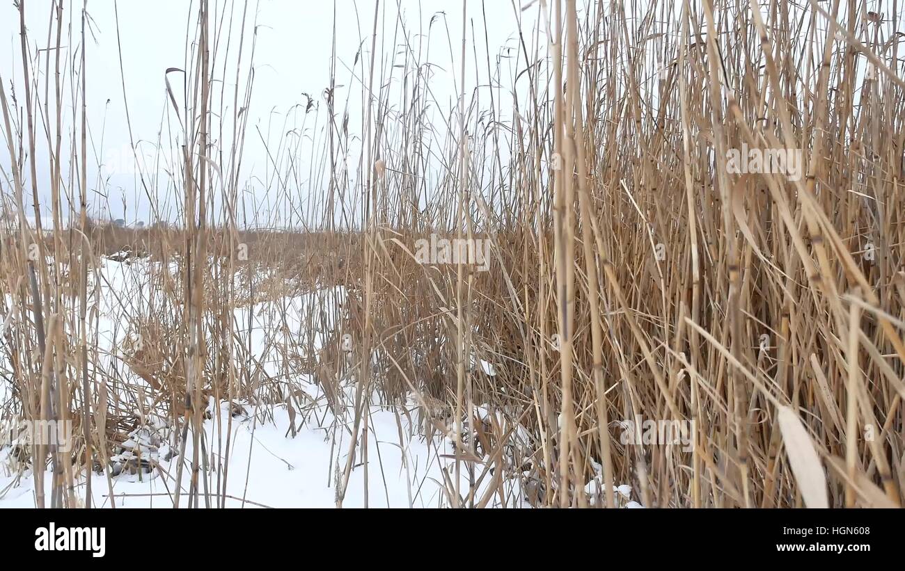 Asciugare l'erba palustre reed inverno bella natura di paesaggio Foto Stock