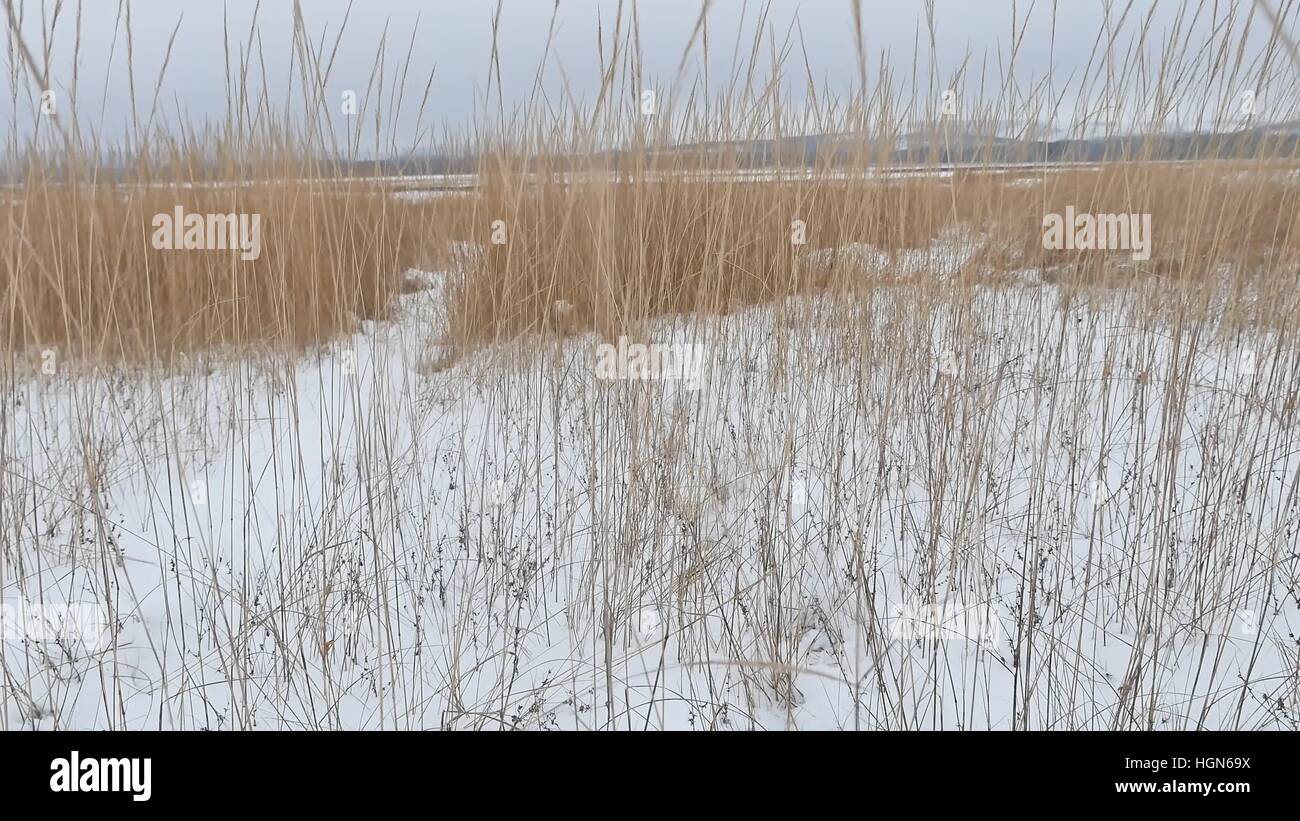 Erba secca campo Neve Natura inverno il paesaggio Foto Stock