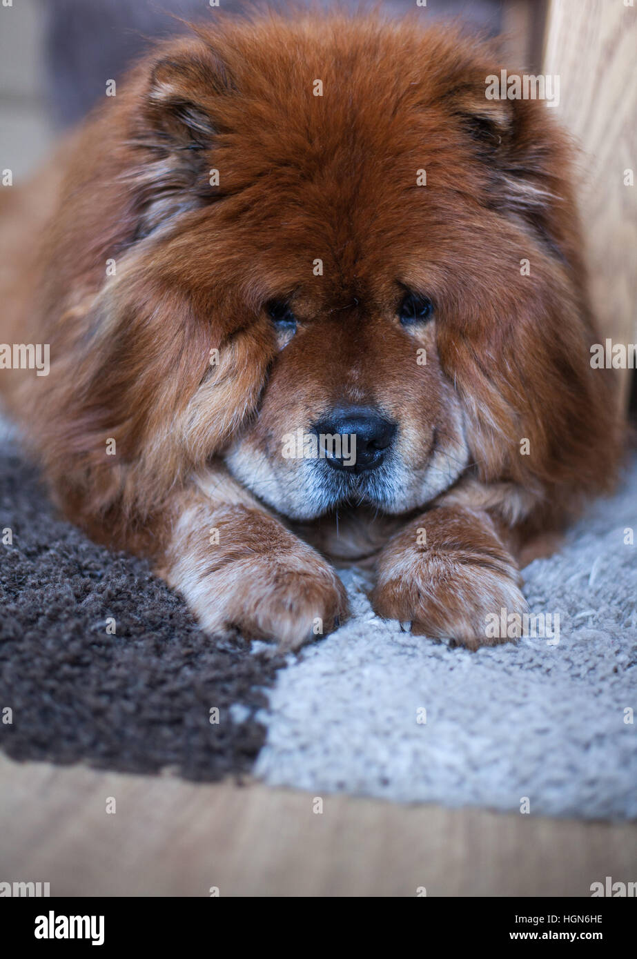 Viso carino cucciolo Foto Stock