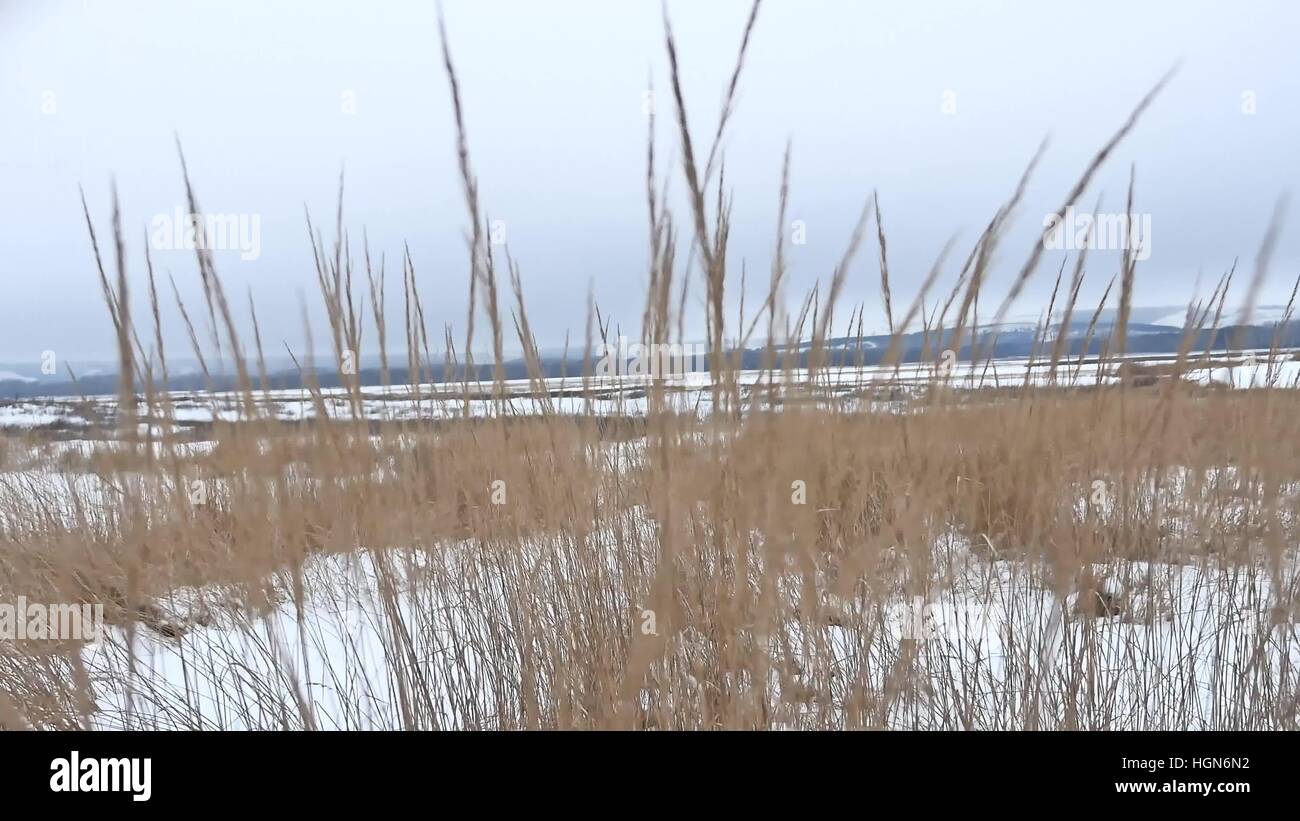 Erba secca del campo di neve in inverno inverno la natura di paesaggio Foto Stock