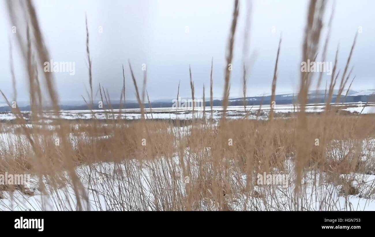 Erba secca del campo di neve in inverno inverno la natura di paesaggio Foto Stock
