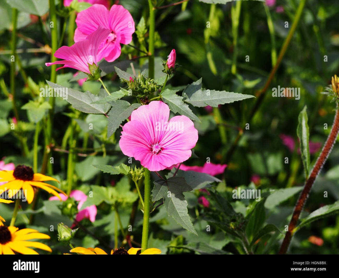 Lavatera trimestris (syn. Althaea trimestris) - malva annuale Foto Stock