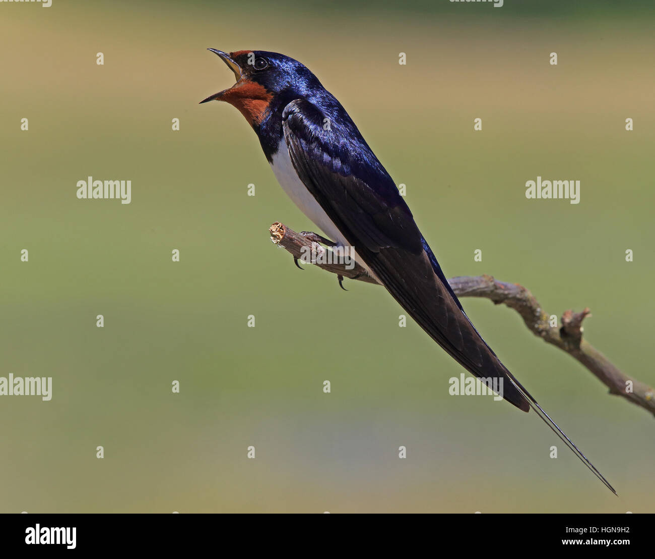 Fienile inghiottito, Hirundo rustica, canti da ramoscello, sfondo verde pulito Foto Stock