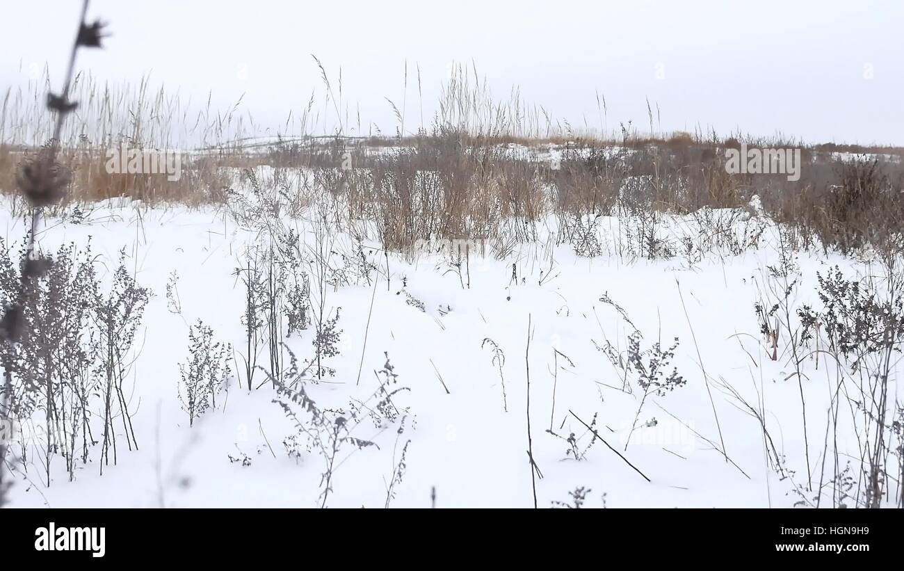 Erba secca campo Natura inverno Neve inverno il paesaggio Foto Stock