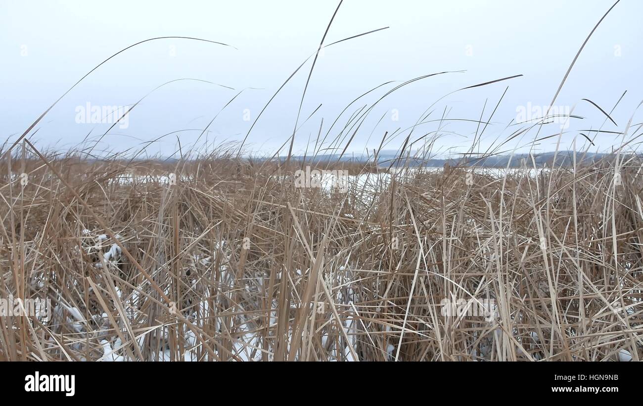 Asciugare l'erba marsh natura invernale reed bellissimo paesaggio Foto Stock