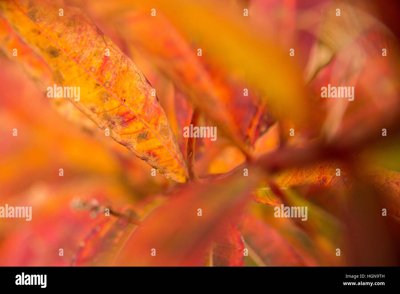 Rose Bay willow herb (Chamerion angustifolium) diventa rosso e yellowin autunno come la clorofilla si rompe. Foto Stock