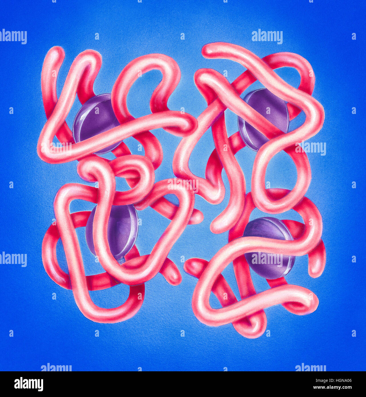 Gruppo di emoglobina con le molecole di ossigeno su uno sfondo blu Foto Stock