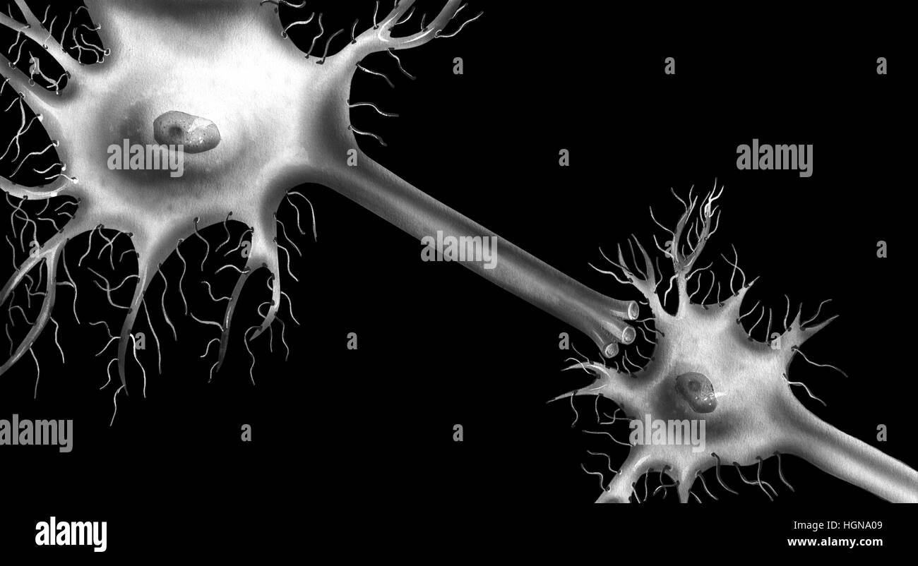 I neuroni sono le cellule nervose che trasmettono signalsaround nervosi del cervello. Il neurone è costituito da un corpo cellulare (o soma) con dendriti di ramificazione (segnale rec Foto Stock