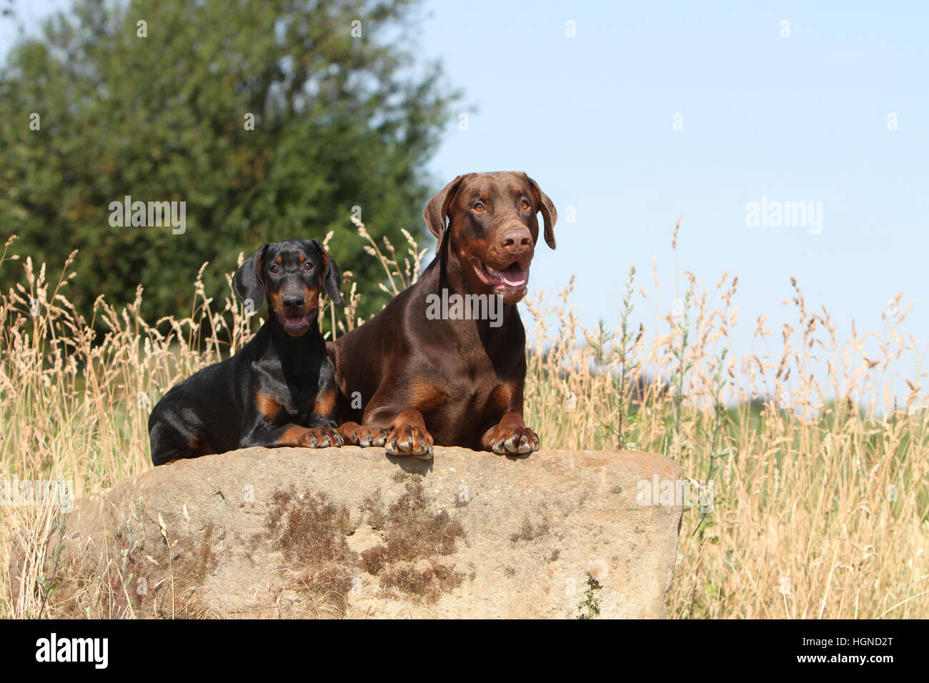 Cane Dobermann / Dobermann (naturale le orecchie) / adulto e cucciolo Foto Stock