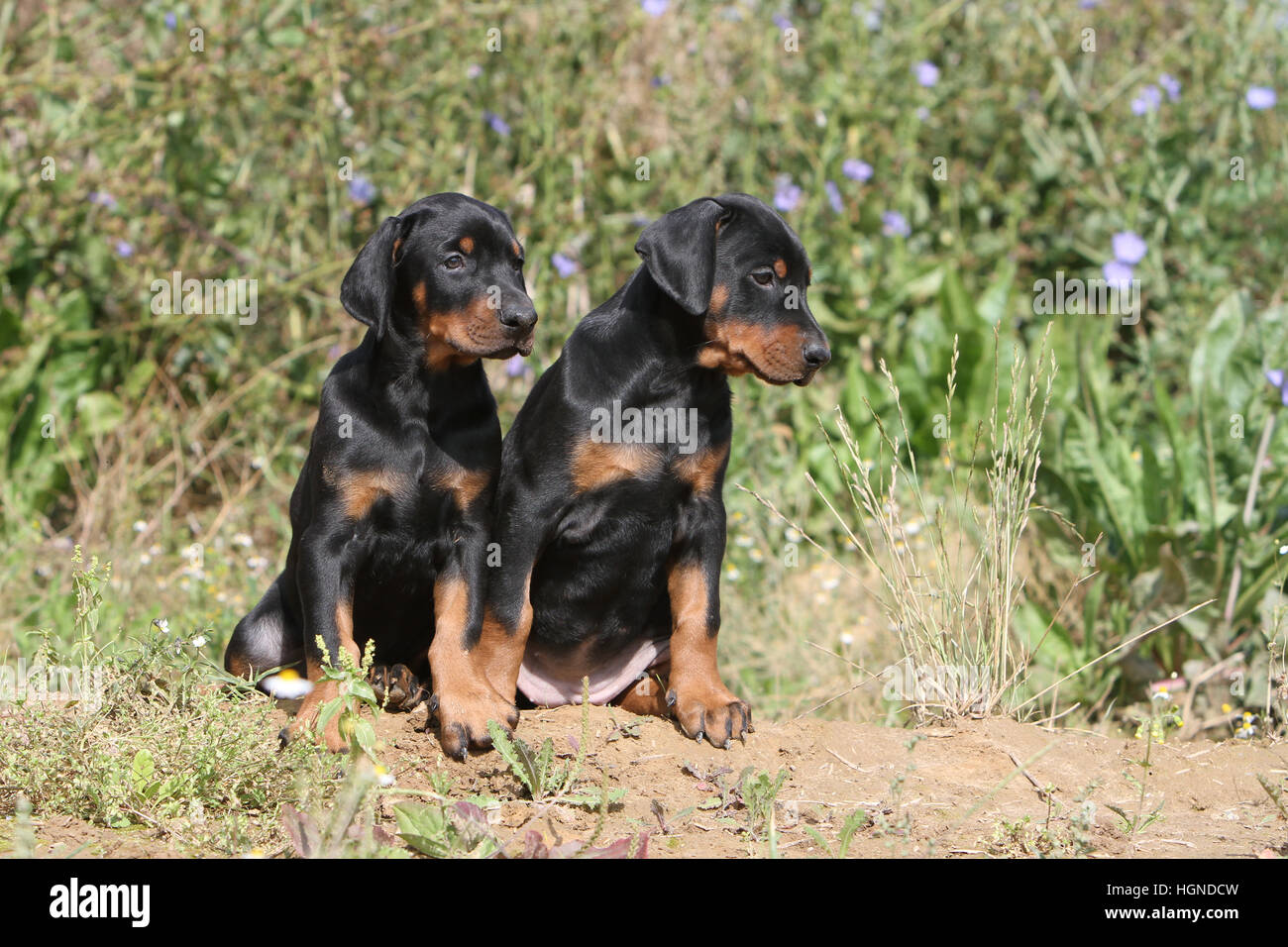 cuccioli di dobermann in regalo