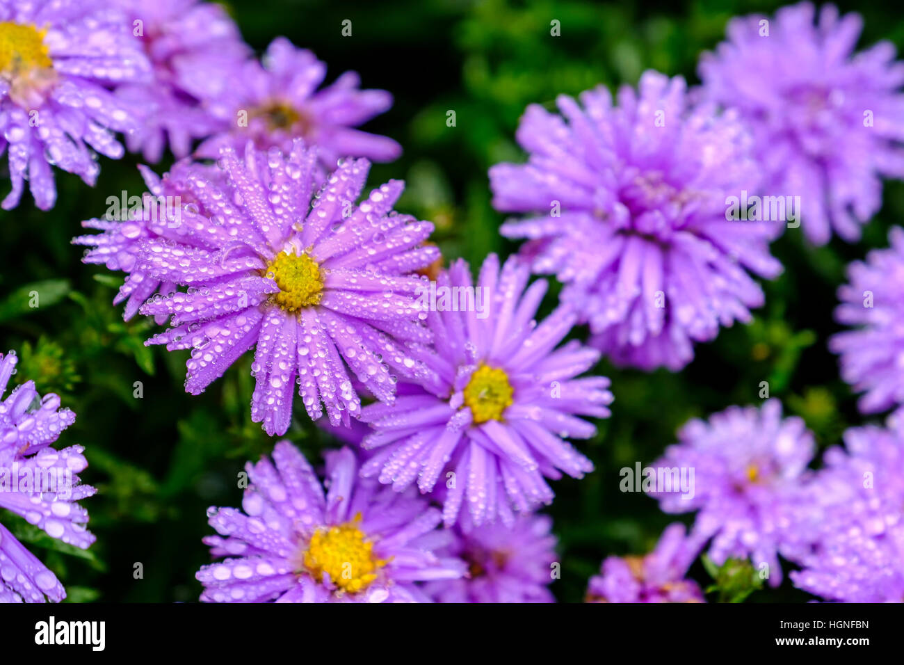 Di un bel colore rosa Purple aster fiori con centro giallo. Messa a fuoco selettiva sul fiore sulla sinistra coperta in jewel -come gocce di pioggia Foto Stock