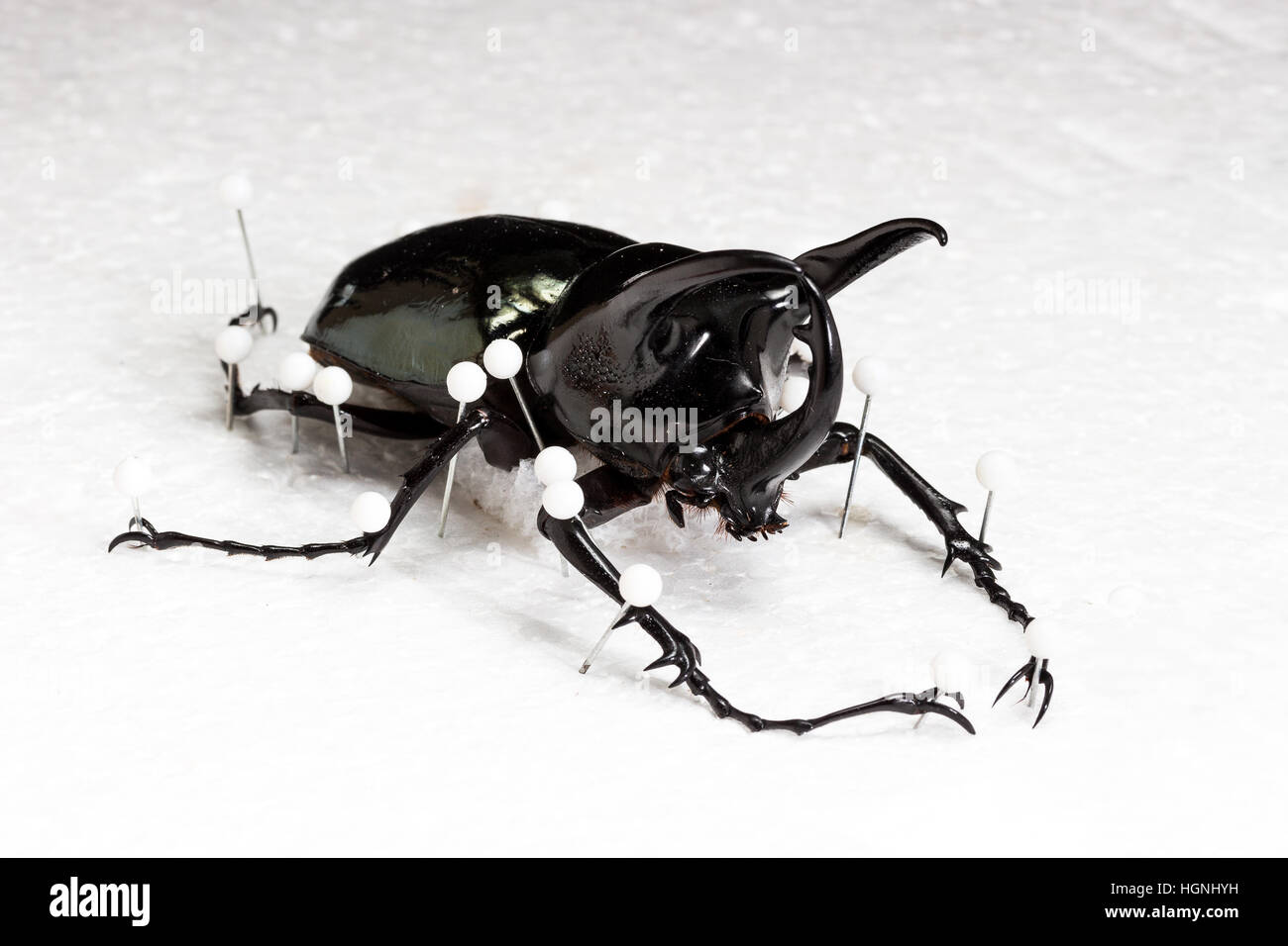 Essiccato Three-Horned Beetle (Chalcosoma Caucaso), secco conservazione Beetle su sfondo bianco Foto Stock