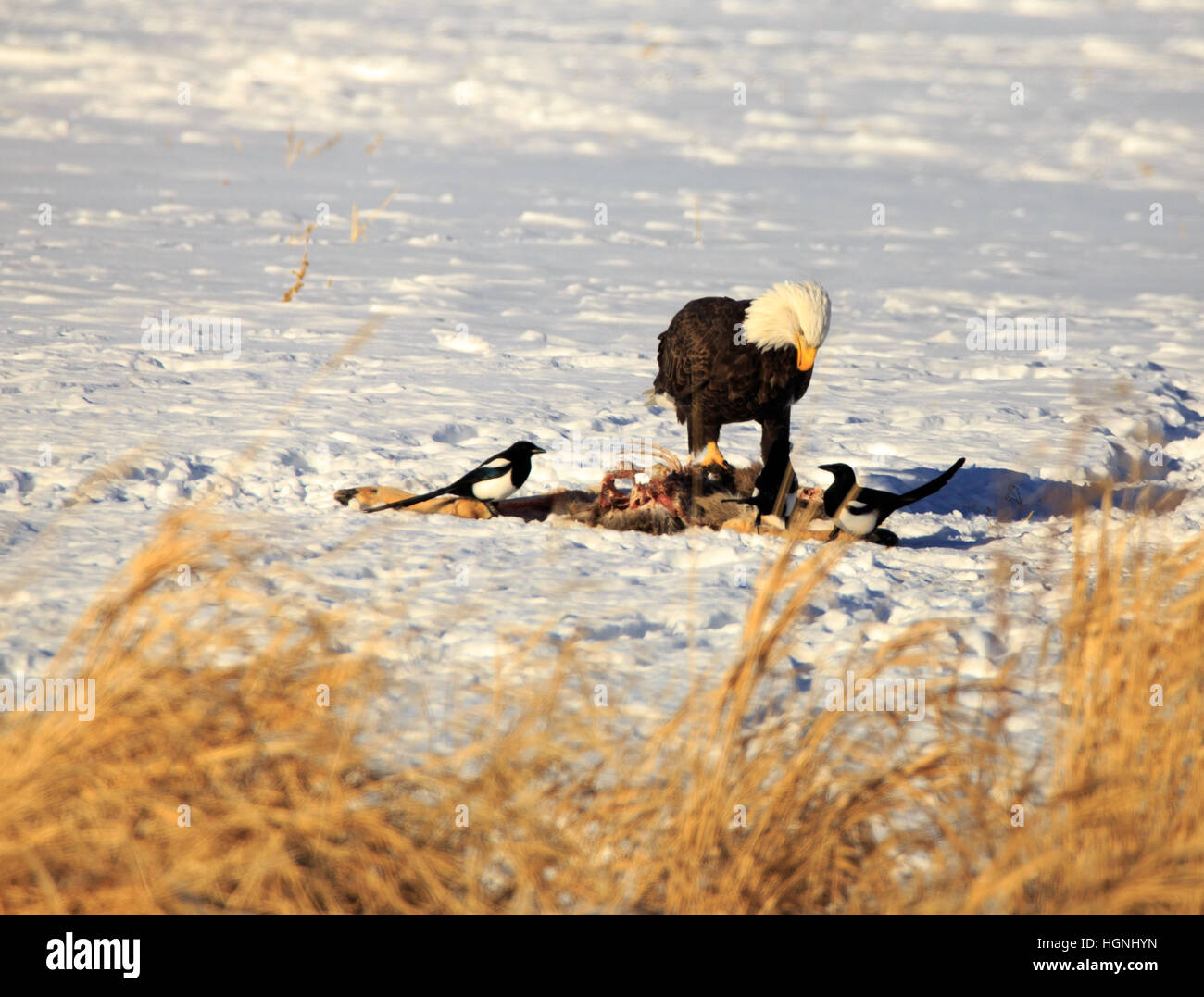 American aquila calva mangiare una carcassa. Foto Stock