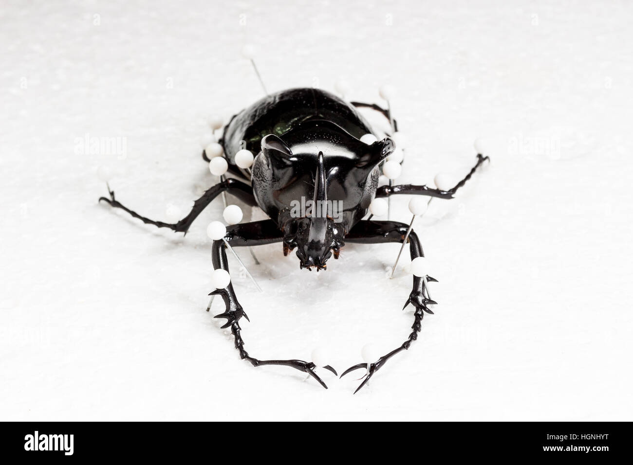 Essiccato Three-Horned Beetle (Chalcosoma Caucaso), secco conservazione Beetle su sfondo bianco Foto Stock