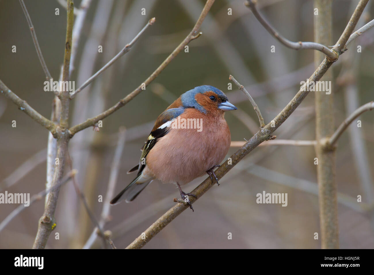 Comune (fringuello Fringilla coelebs) maschio arroccato su ramoscello nella struttura ad albero in primavera Foto Stock