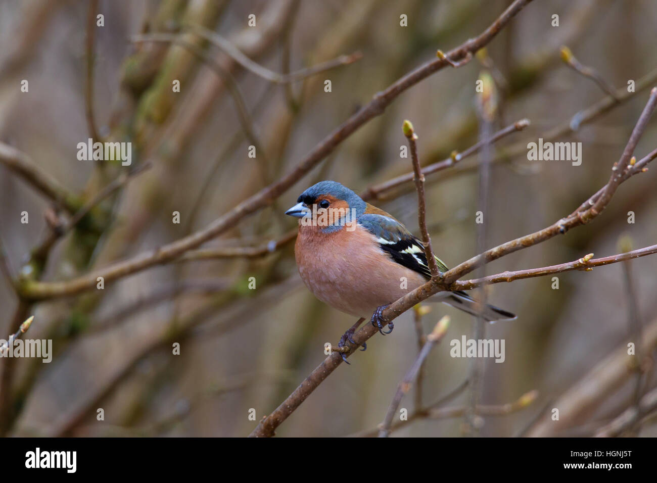Comune (fringuello Fringilla coelebs) maschio arroccato su ramoscello nella struttura ad albero in primavera Foto Stock